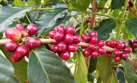 高地で昼夜の寒暖の差が激しいほうが、大きく密度の高い良いコーヒー豆が育ちます。