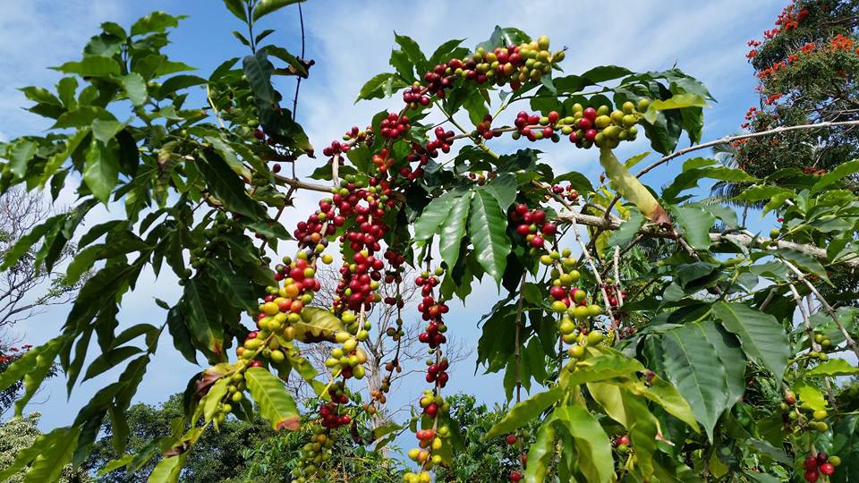 コーヒーの樹